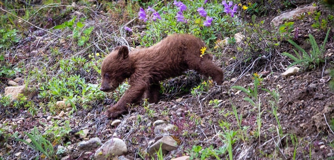 brown bear plush toy on green grass during daytime