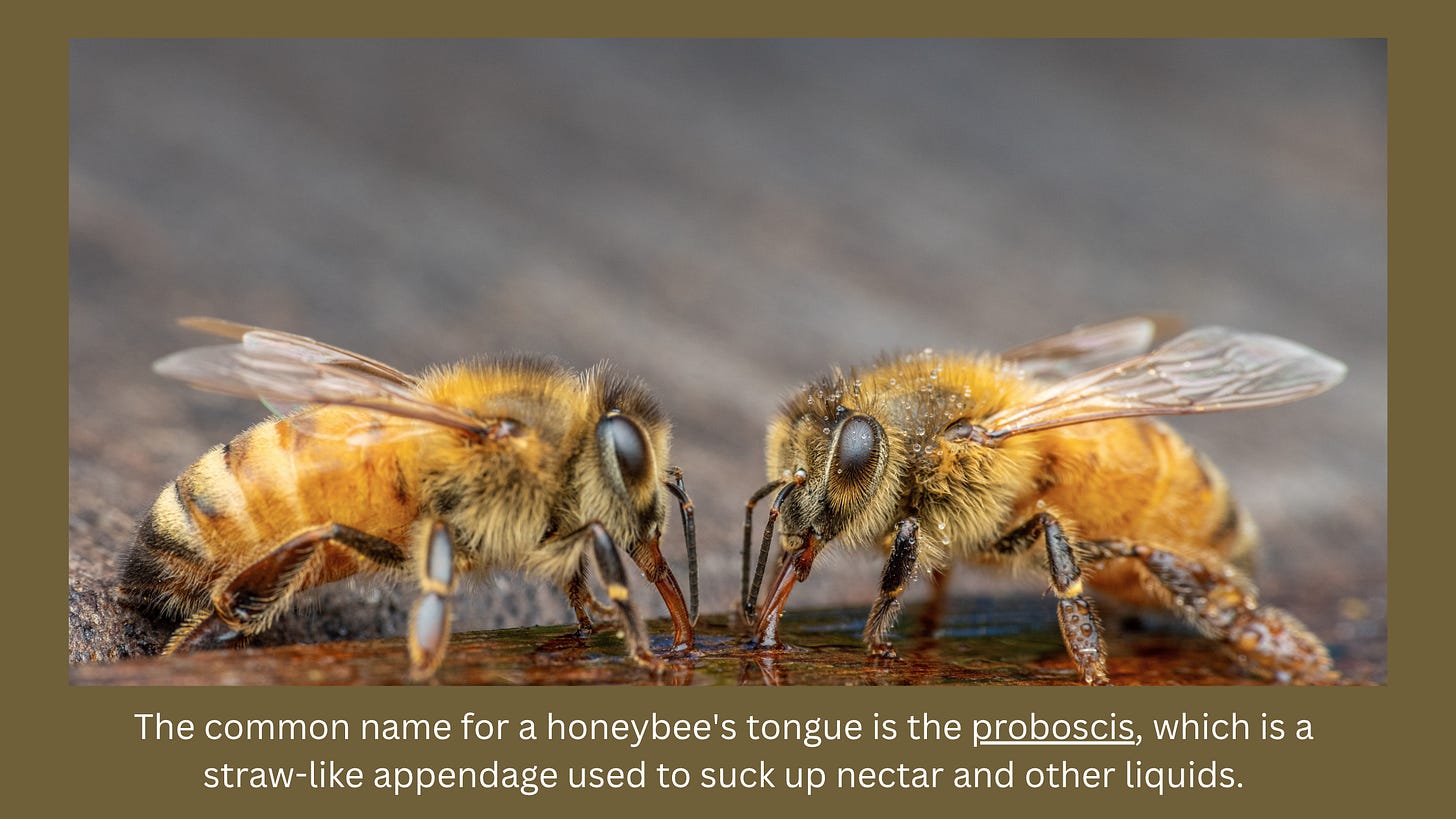 Honeybees showing their tongue - Proboscis