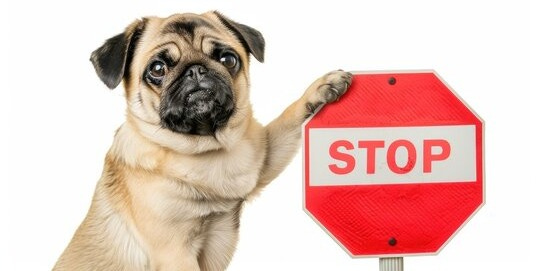 Dog Holding Stop Sign Images – Browse 610 Stock Photos, Vectors, and Video  | Adobe Stock