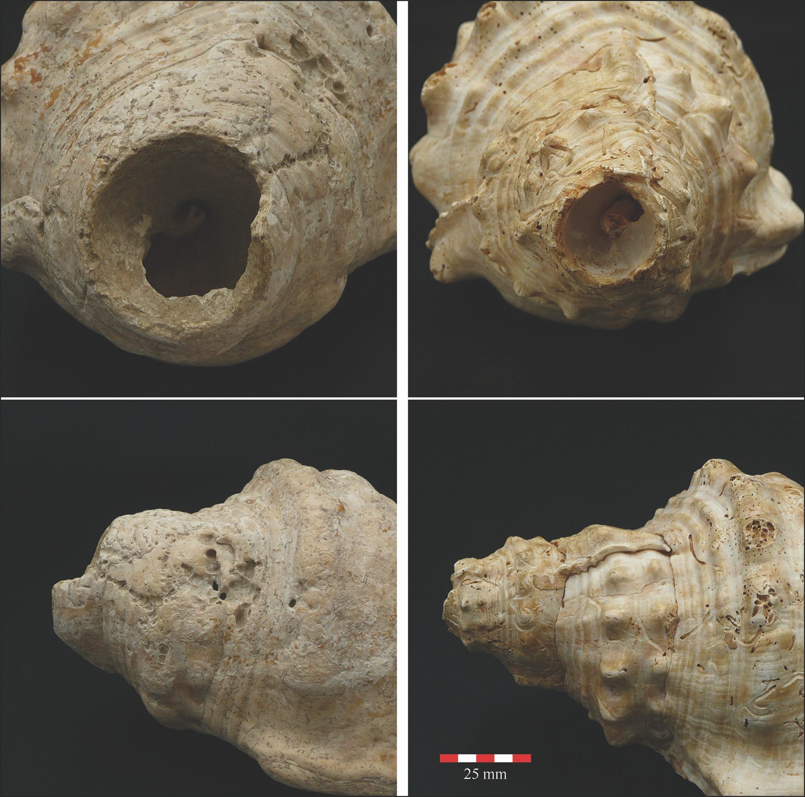 Echoes Across Millennia: The Neolithic Shell Trumpets That Carried ...
