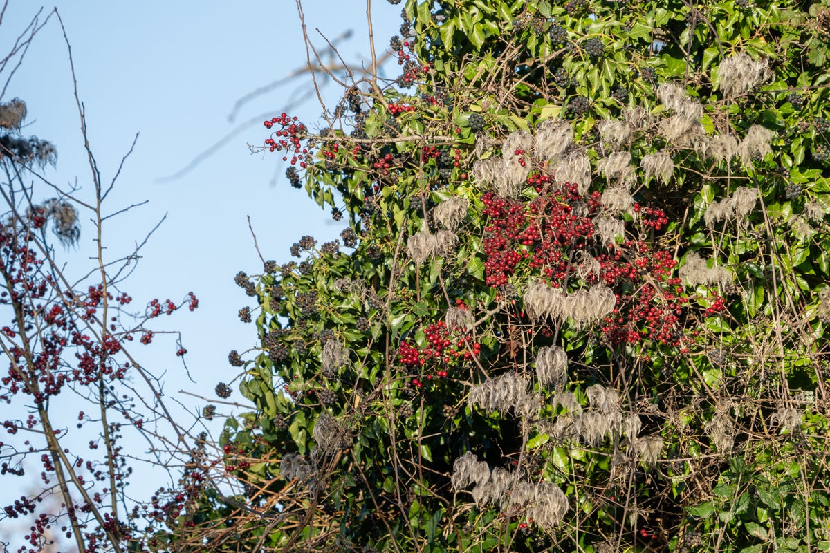 A bank of green ivy leaves, dotted with black and red berries and tufts of hair-life seed pods. A bank of green ivy leaves, dotted with black and red berries and tufts of hair-life seed pods.