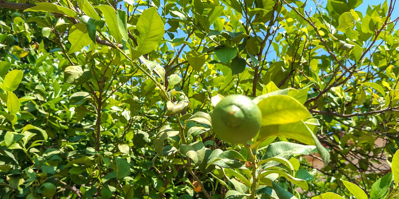 The Lemon That Wasn’t Ready Yet