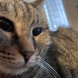 atopy’s Newsletter