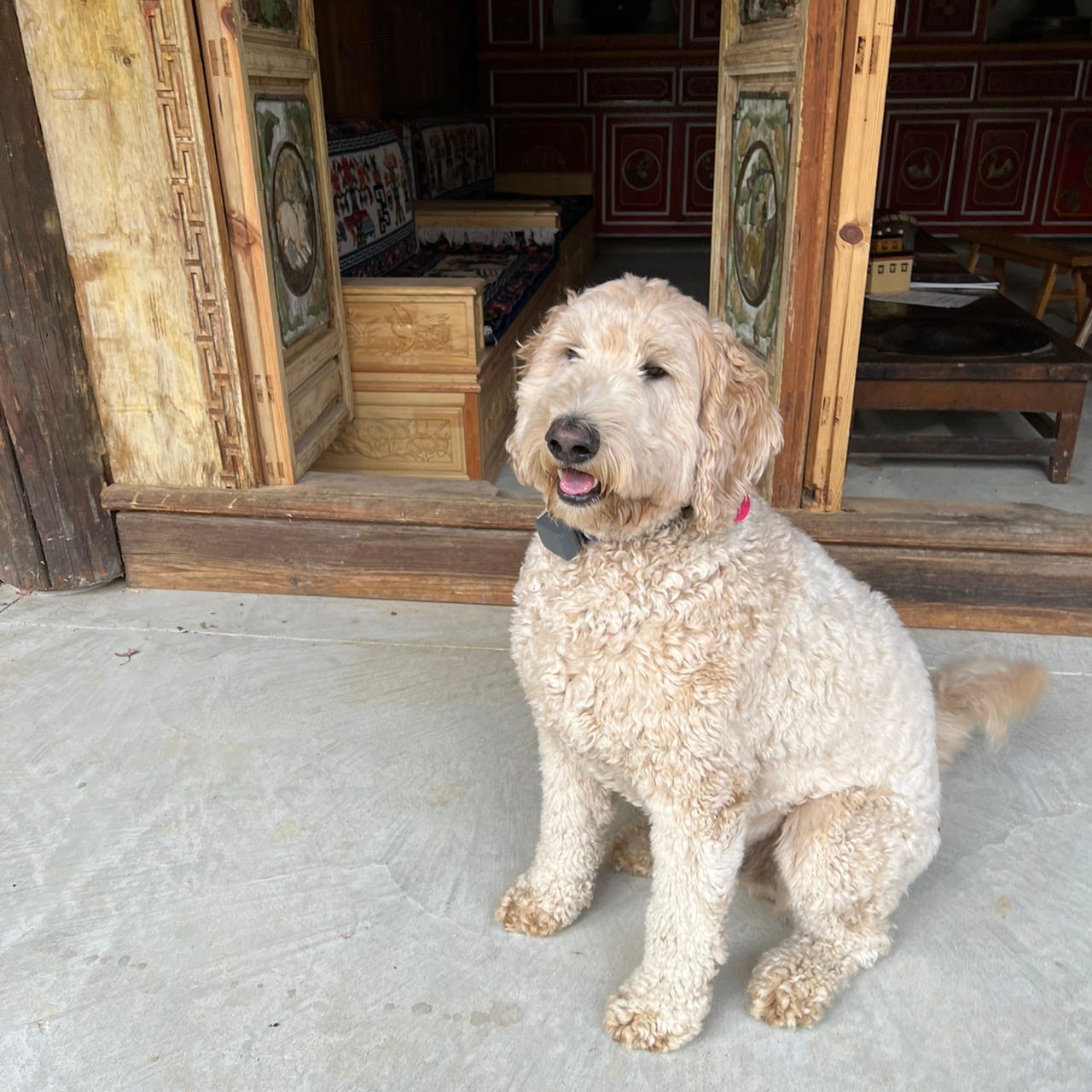 Artwork for Tashi the Golden Doodle's Substack