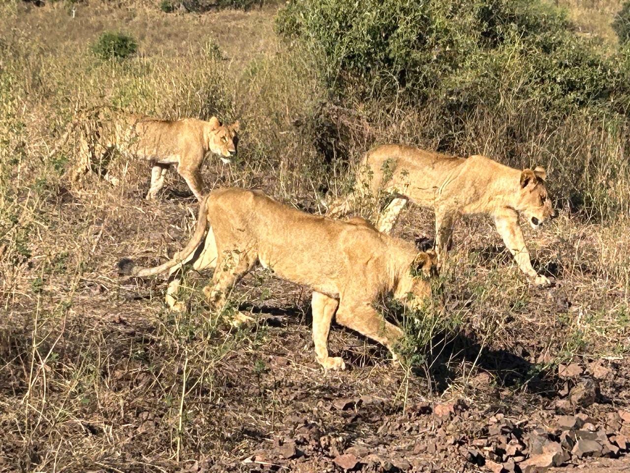 Three lions walk in formation through the African savannah, their movements synchronized as they patrol their territory.