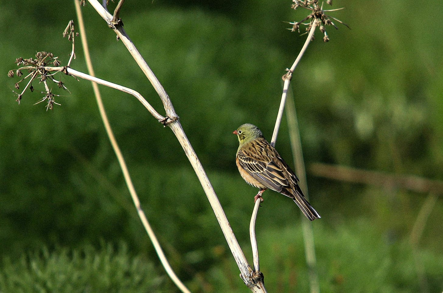 A bunting perched on a branch.