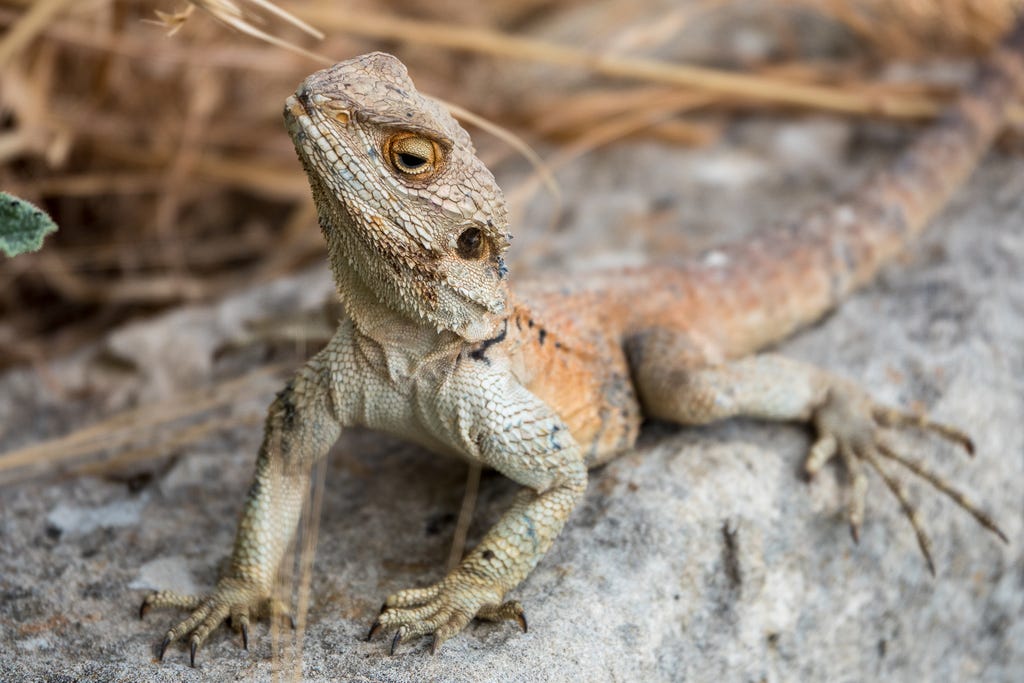 closeup of a lizard on a rock