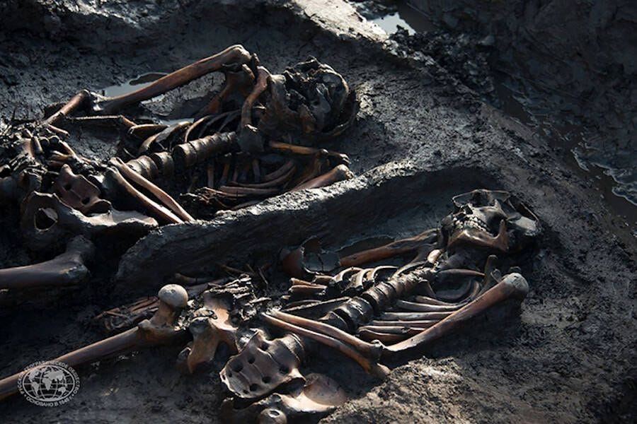 Bones uncovered by archaeologists.