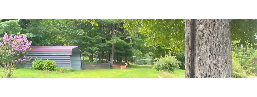 A white-tailed doe in my front yard.