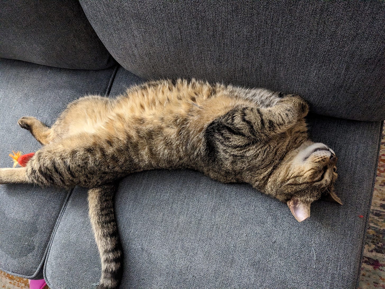 Earl a large tabby cat