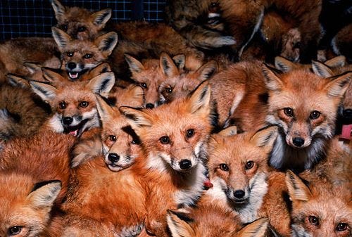 large group of foxes trapped at one place, usa. - sitting fox stock pictures, royalty-free photos & images large group of foxes trapped at one place, usa. - sitting fox stock pictures, royalty-free photos & images