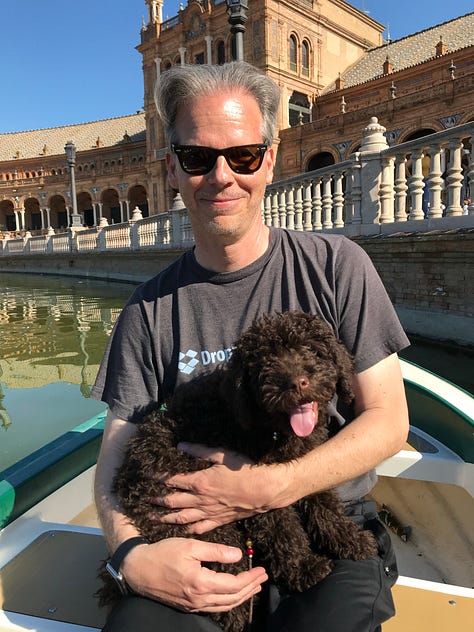 Various images of Paco the Spanish Water Dog