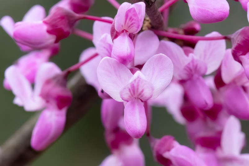 Close-up of bright pinkish purple flowers, some still in bug, with darker reddish purple fused calyces clasping the bases of the flowers. The flowers are papilionaceous, which means they have three banner petals held above two fused petals that form a structure called a "keel." The middle banner petal has nectar guides, which are vertical lines in a darker pink-purple shade that lead to the flower's nectar, a signal to pollinators.