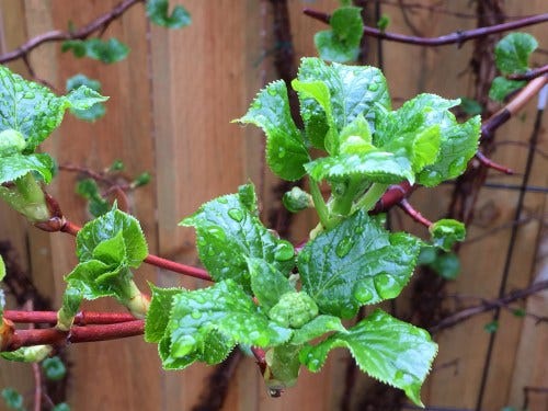 perceptible growth