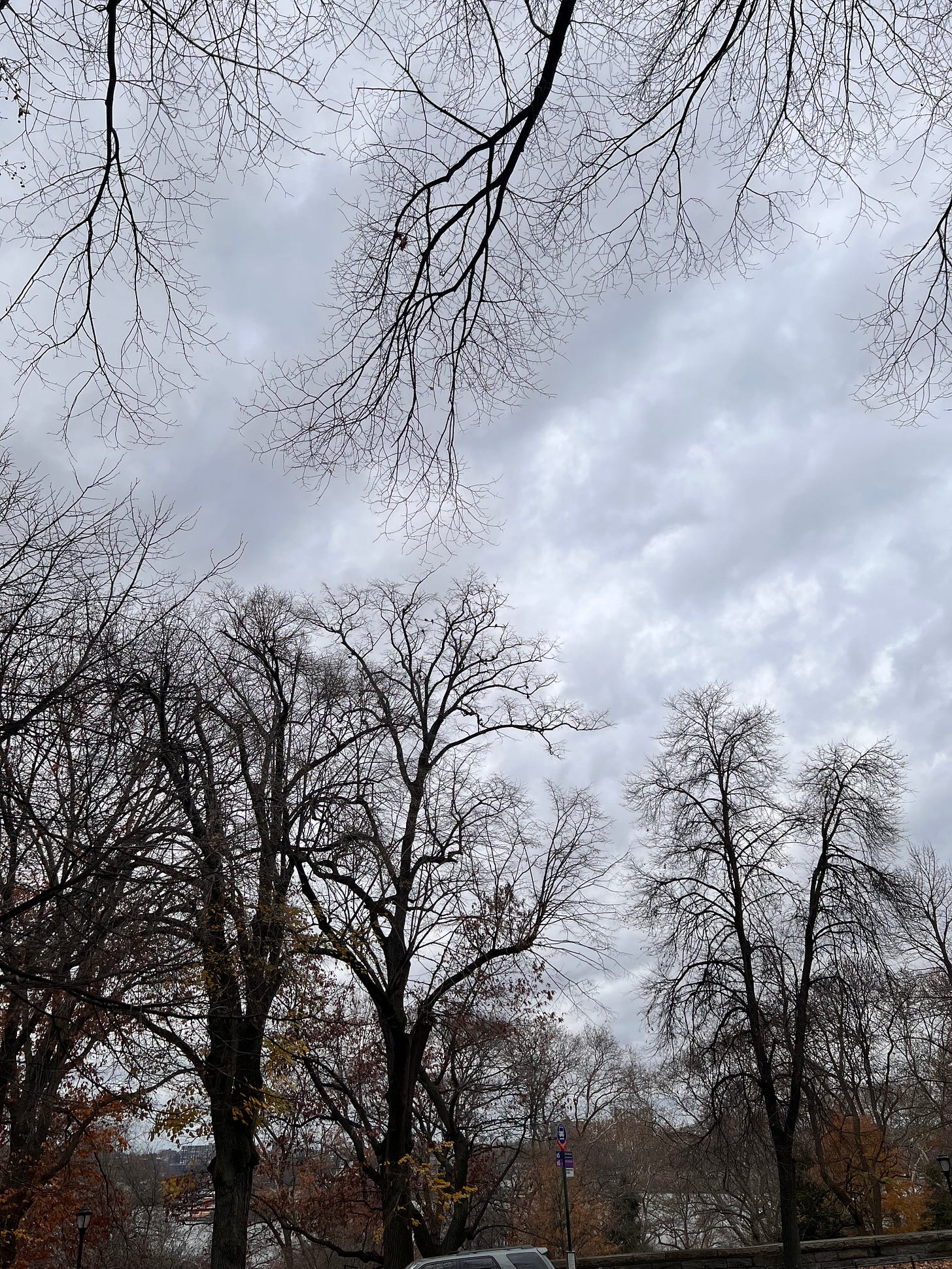 Bare trees against a cloudy sky. Sparrows seen in silhouette.