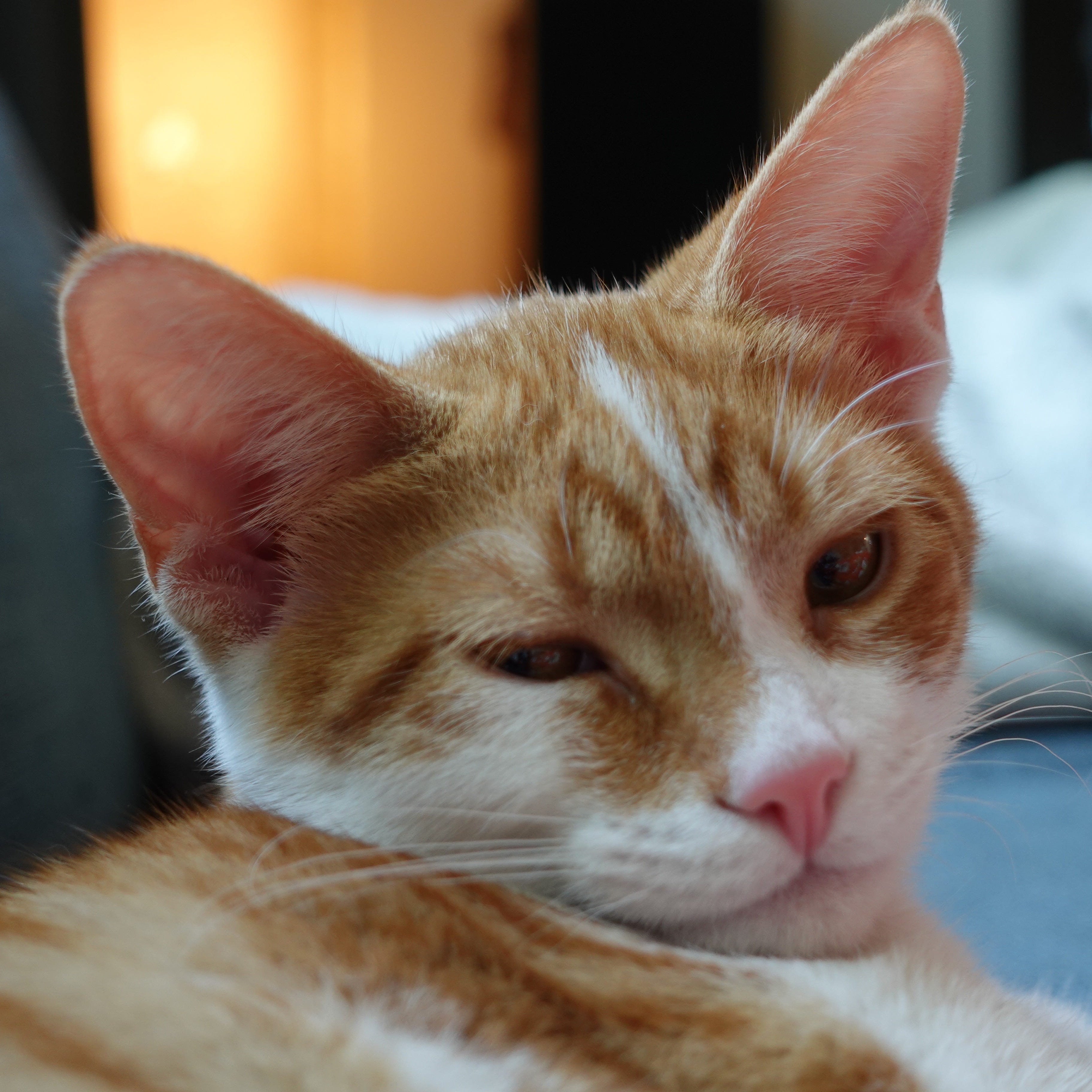 Image showcasing ThinkPython2/code/words.txt at master - GitHub