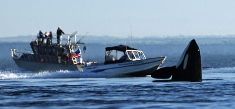 Orcas spyhopping