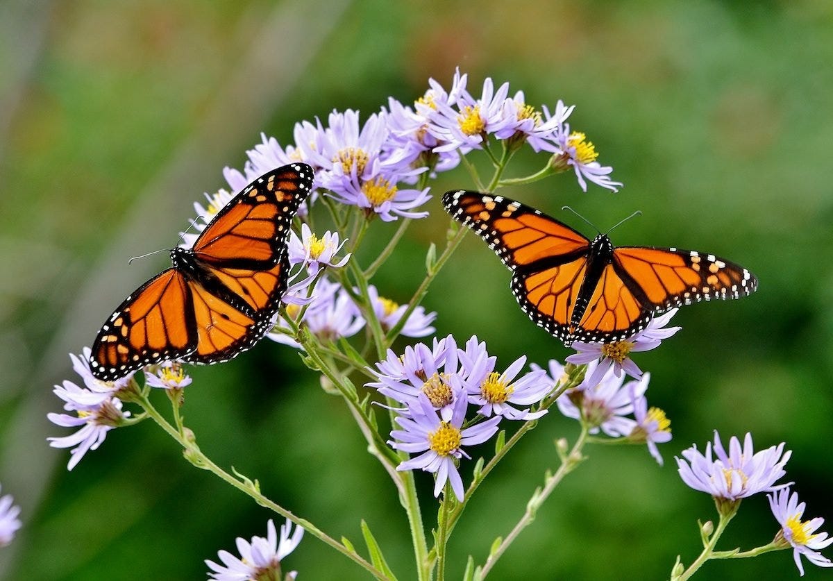 20 Must-See Pictures of Monarch Butterflies - Birds and Blooms