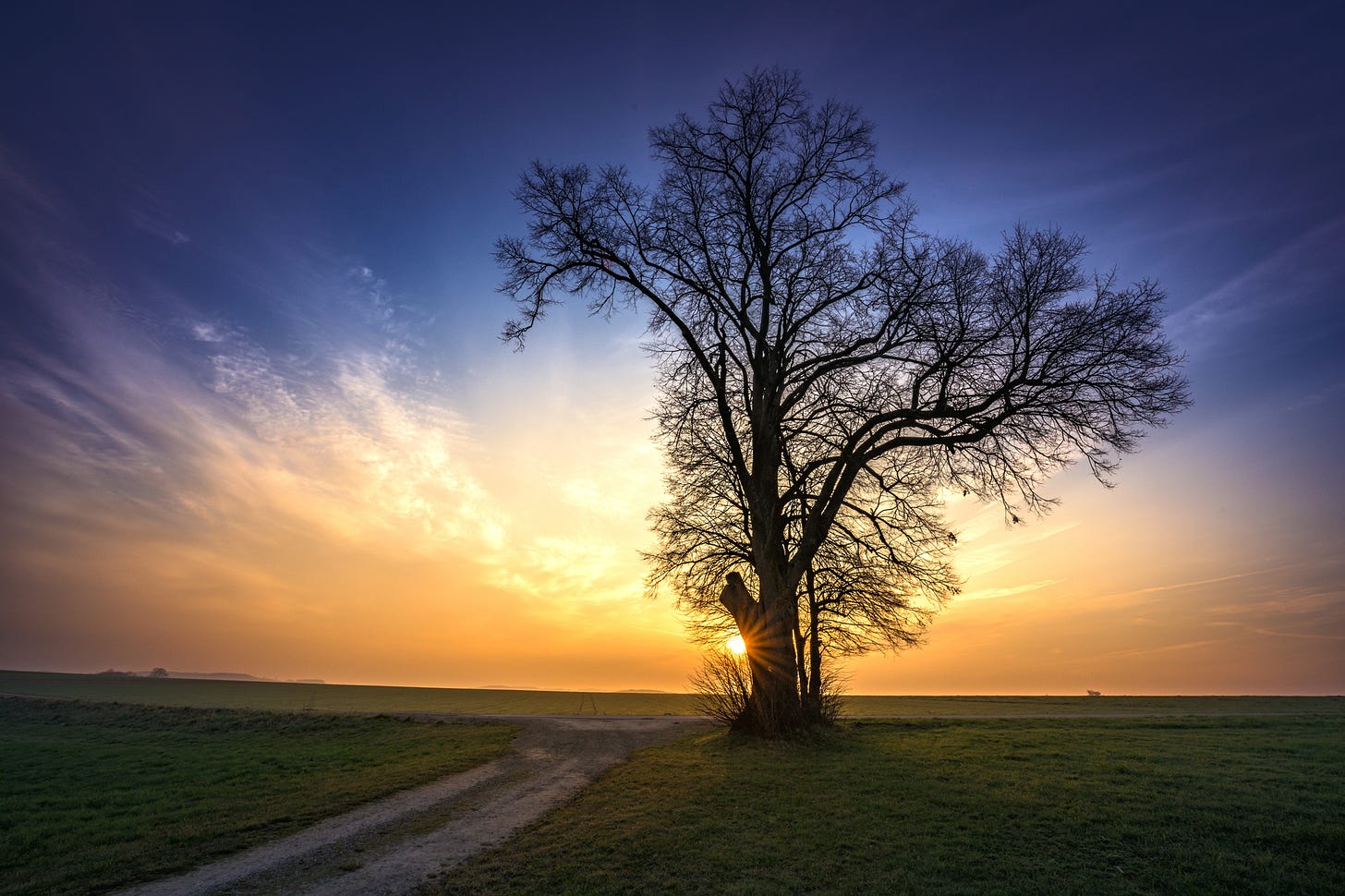 Arvore solitaria numa planicie aberta, com um lindo por do sol iluminando-a