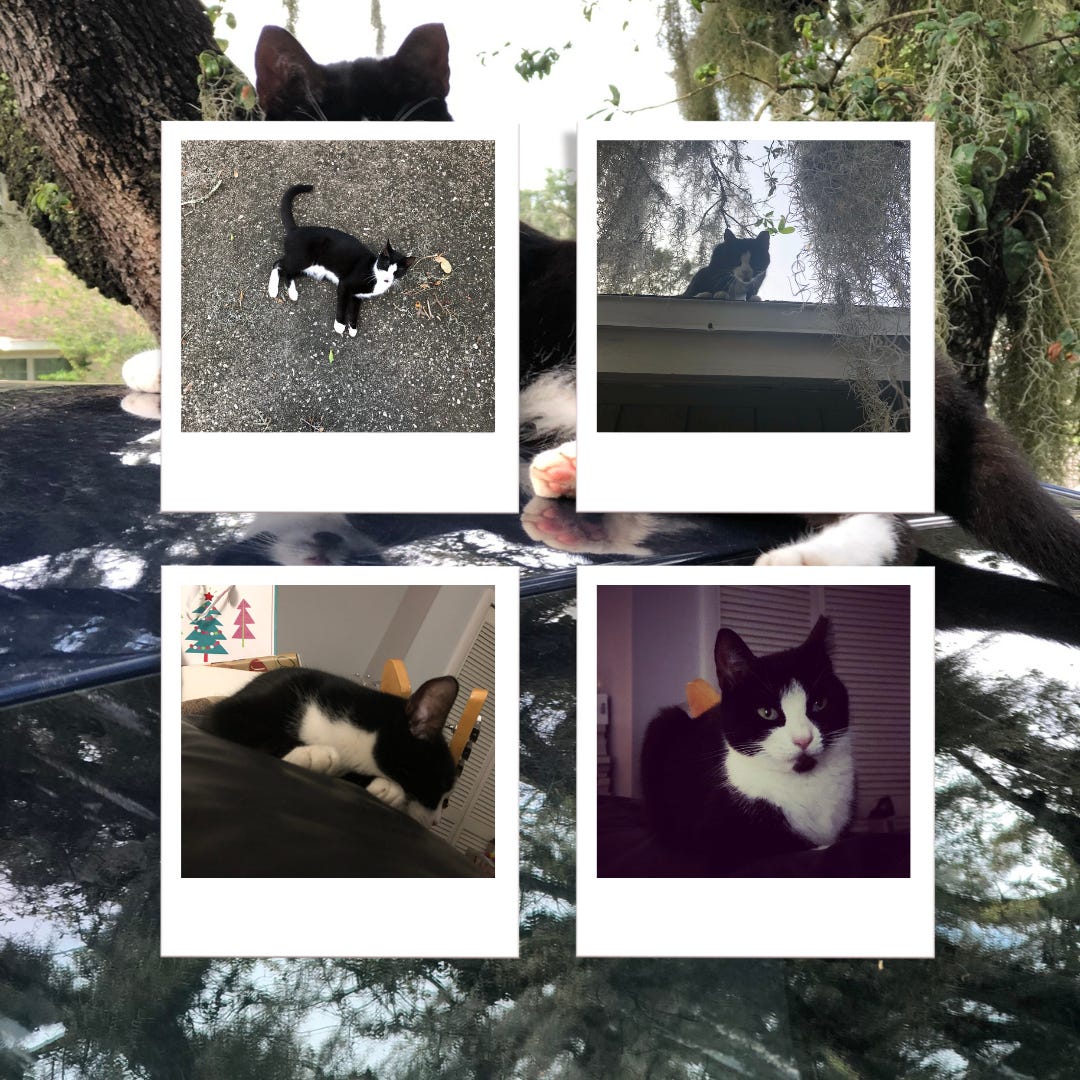 Collage of four polaroid style cat pictures, showing a tuxedo cat both outside and sleeping on the couch, and then a larger picture of that same cat in the background.