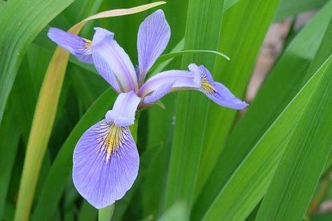 iris versicolor