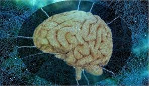 Neurobiology Section - Dornsife ...