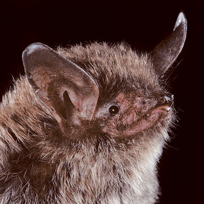 Northern long-eared bat