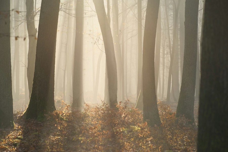 A misty forest in autumn. A misty forest in autumn.