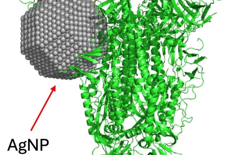 Silver nanoparticles produced by fungus could be used to prevent and treat COVID-19