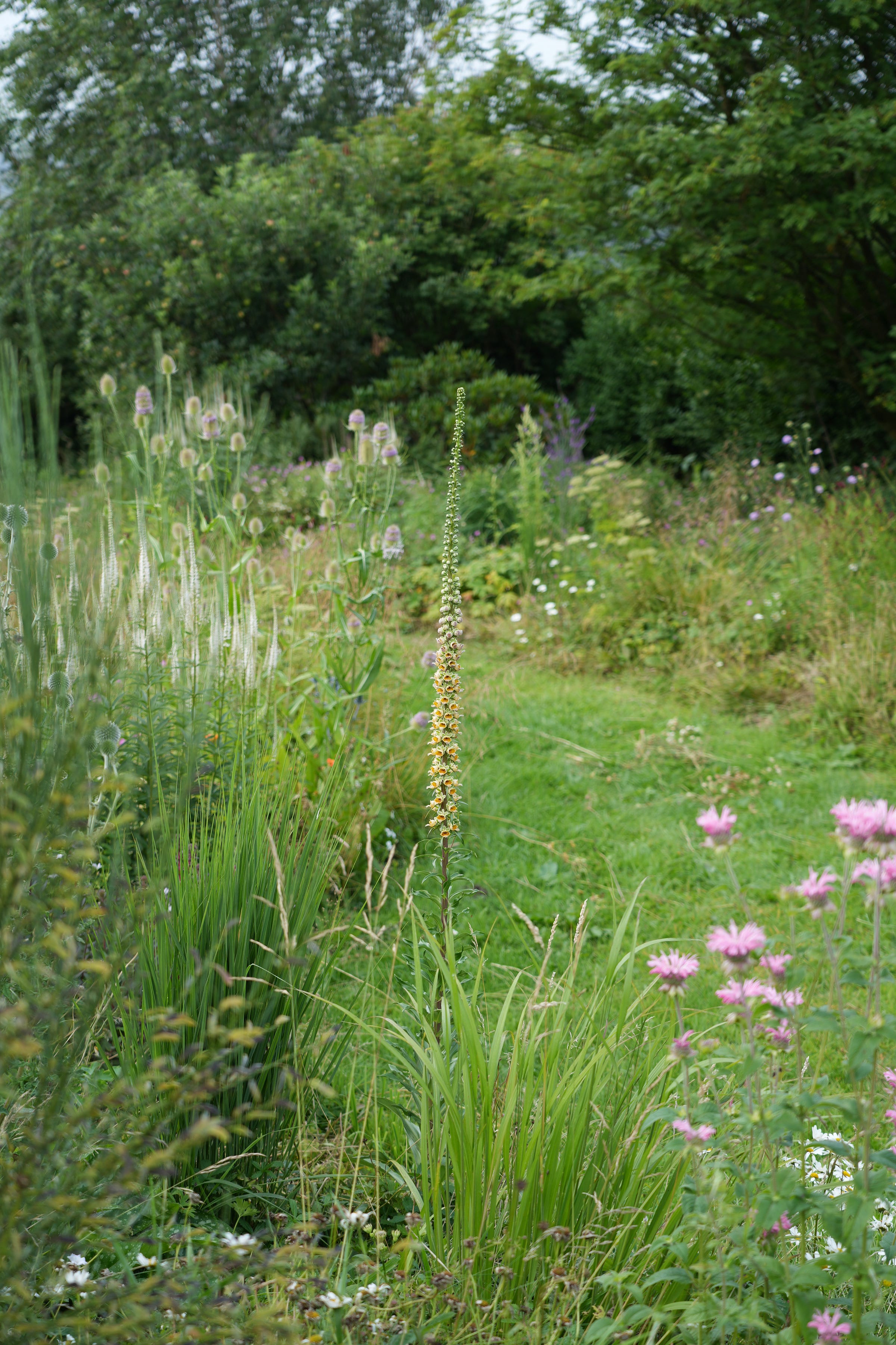Digitalis ferruginea 'Gigantea' Digitalis ferruginea 'Gigantea'