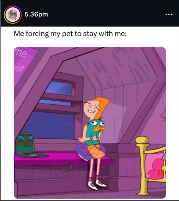 Candace Flynn pet meme Candace Flynn pet meme