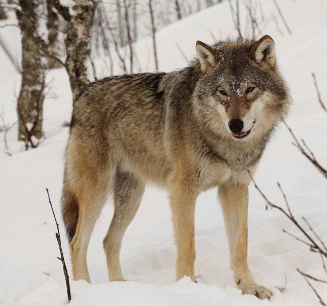 Wolf Wolf