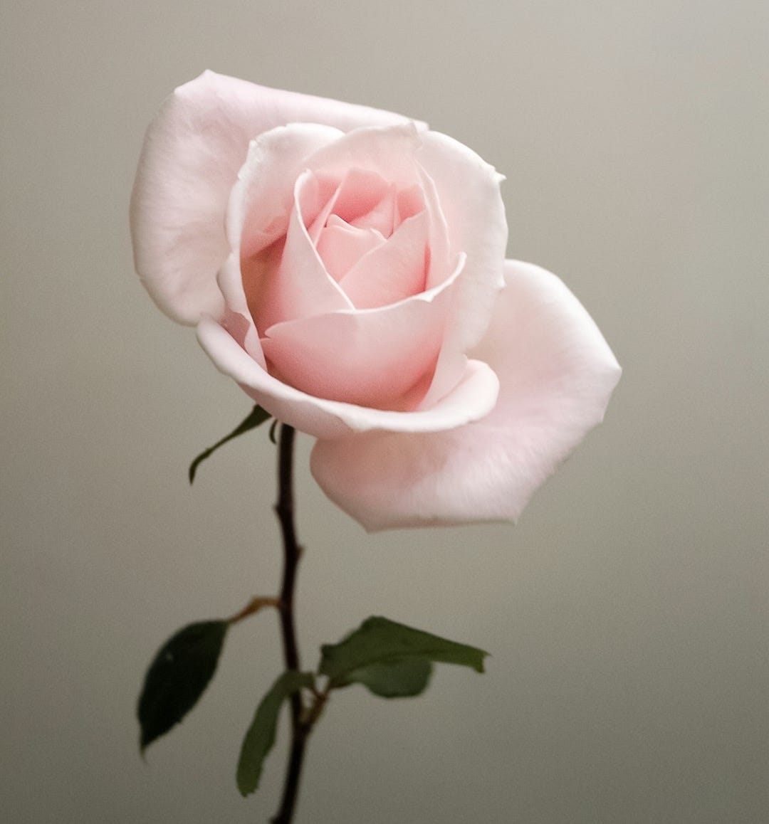 pink rose
