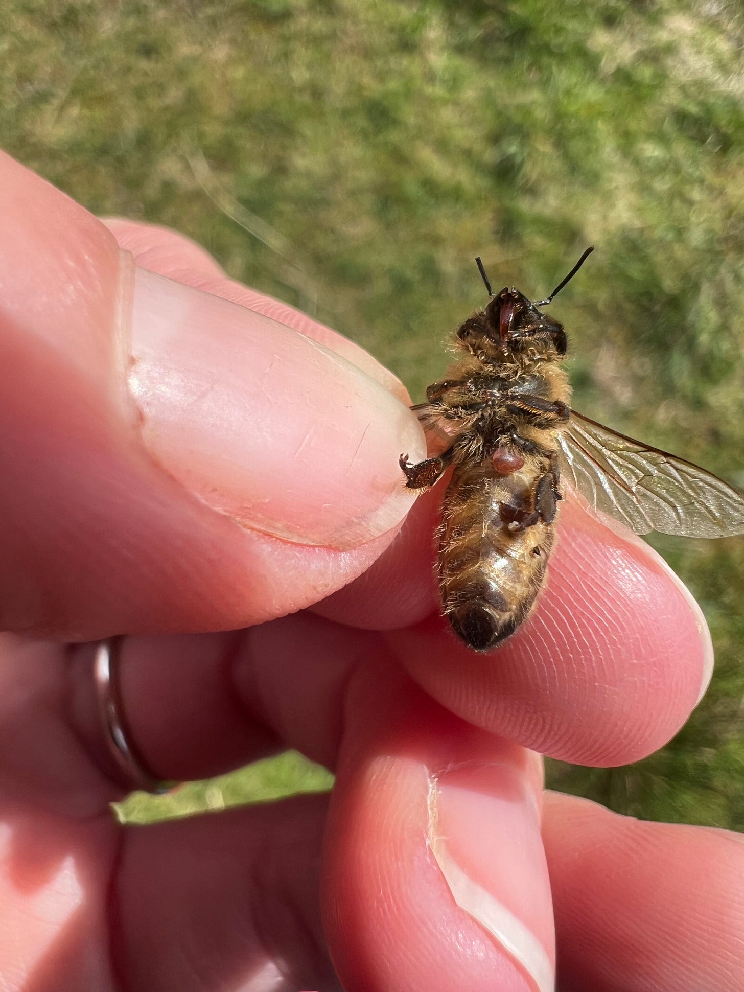 Dead honey bee, with varroa mites on her