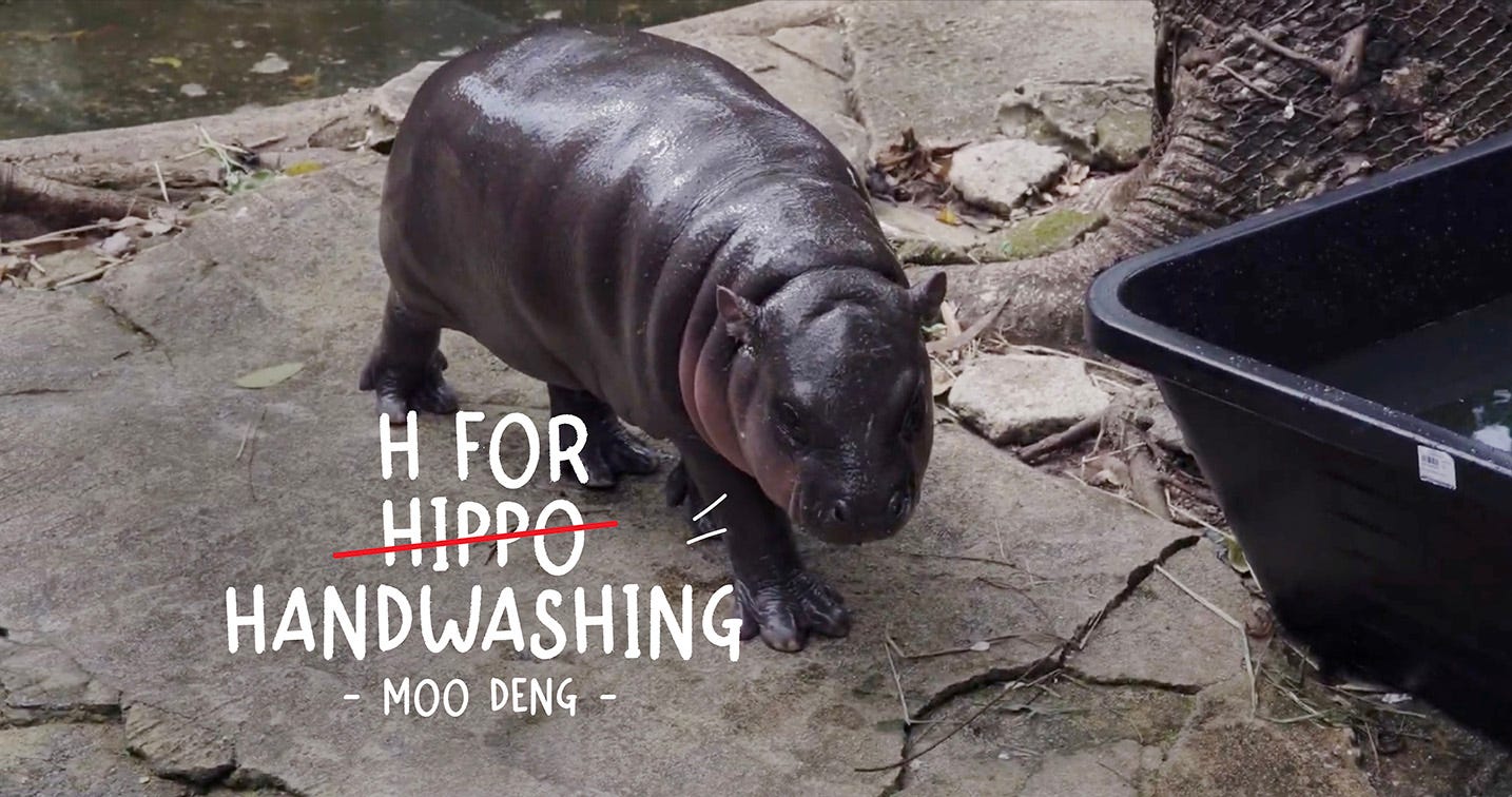 Lifebuoy's latest 'H for Handwashing' campaign teams up with viral hippo, Moo  Deng – Campaign Brief Asia