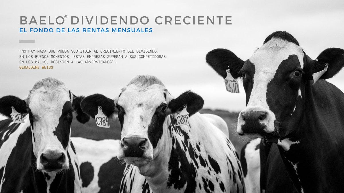 baelo-dividendo-creciente-opiniones