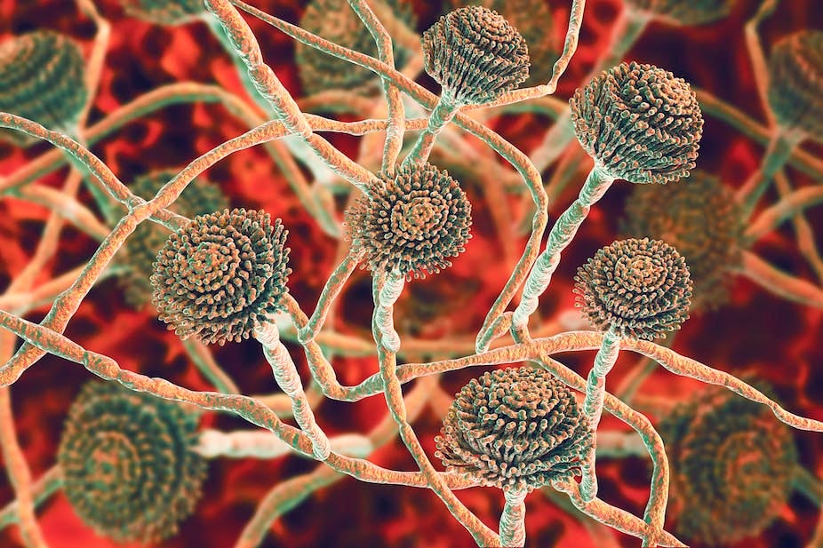 Computer illustration of microscopic fungus Computer illustration of microscopic fungus