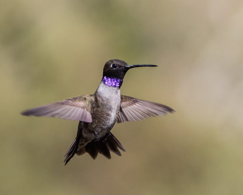 20250901-MaderaCanyon-635-Edit.jpg 20250901-MaderaCanyon-635-Edit.jpg