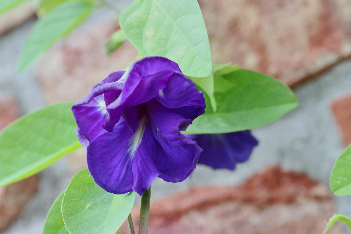 a butterfly pea bloom