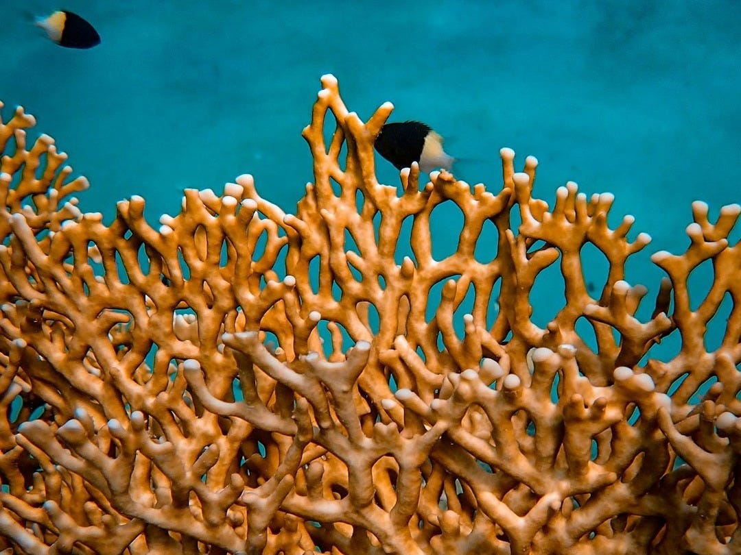 Une première aux Philippines : des larves de corail congelées pour restaurer les récifs Une première aux Philippines : des larves de corail congelées pour restaurer les récifs