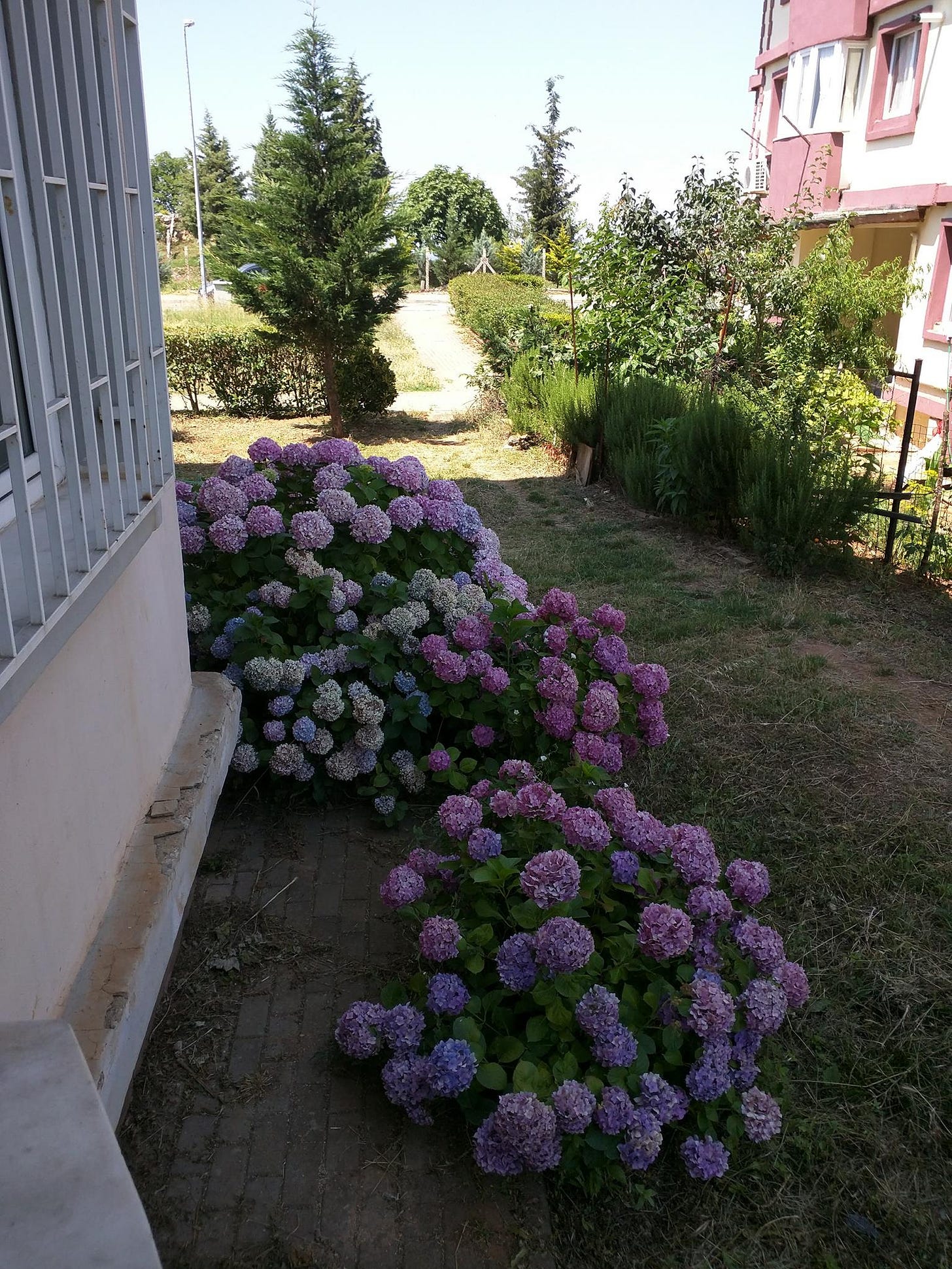 Bir apartmanın yanında coşkuyla büyümüş rengarenk ortanca çiçekleri. İki apartman arası başka yeşillikler, fidanlar, bitkiler de var.