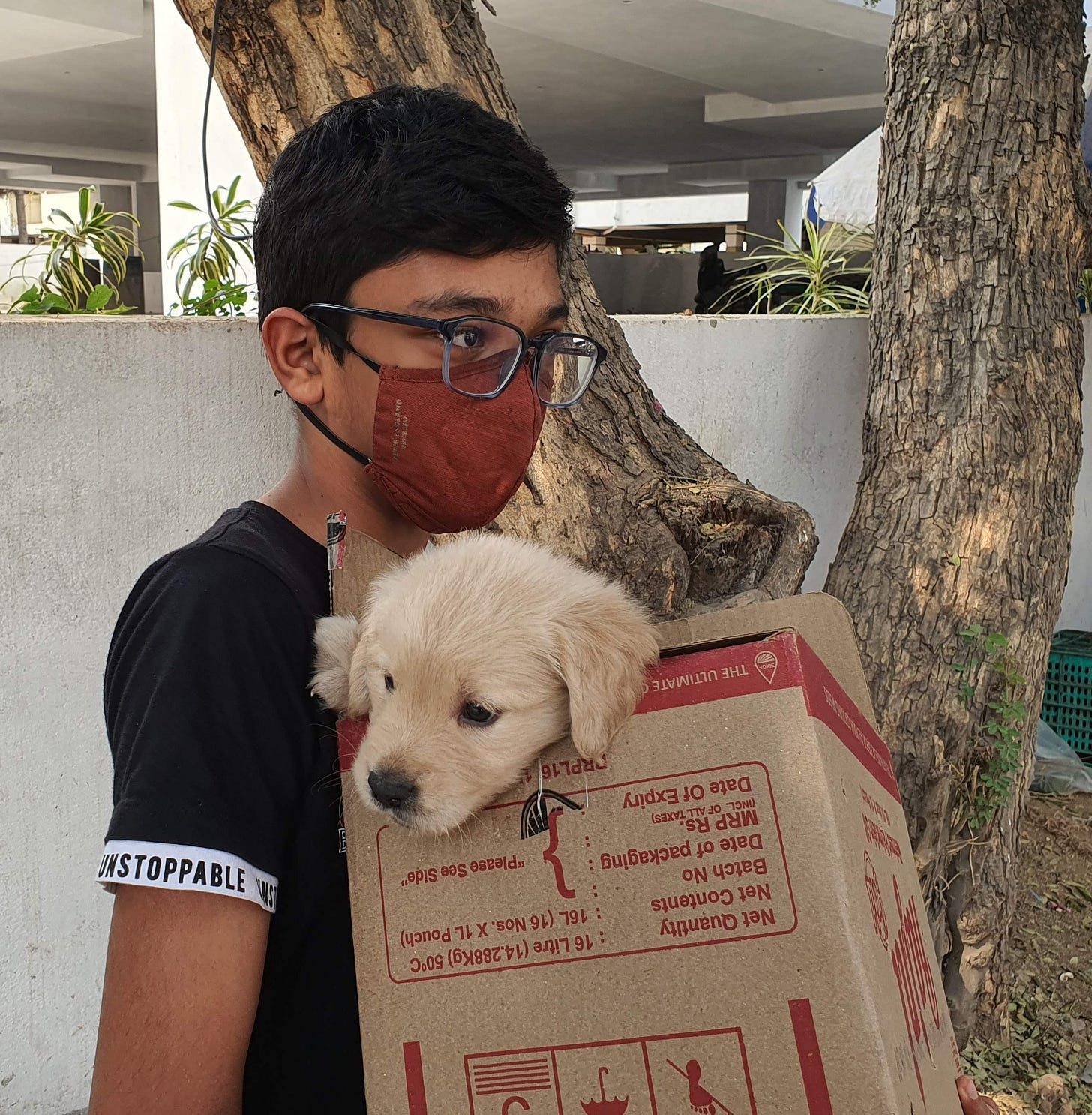 A Golden Retriever puppy named Leo peeking out of a cardboard box on arrival day.