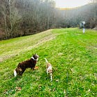 🪷 Uncertainty Lets Truth Steer