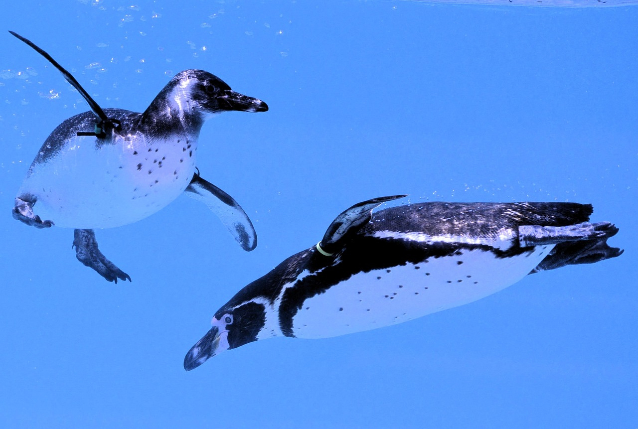 Two penguins swimming Two penguins swimming
