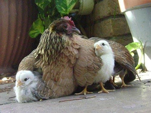 As A Hen Gathers Her Chicks