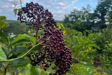 pictures of echinacea, sambucus, and canis