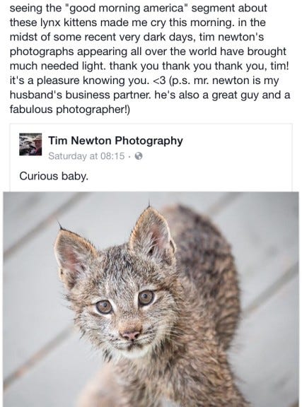 tim's lynx story tim's lynx story