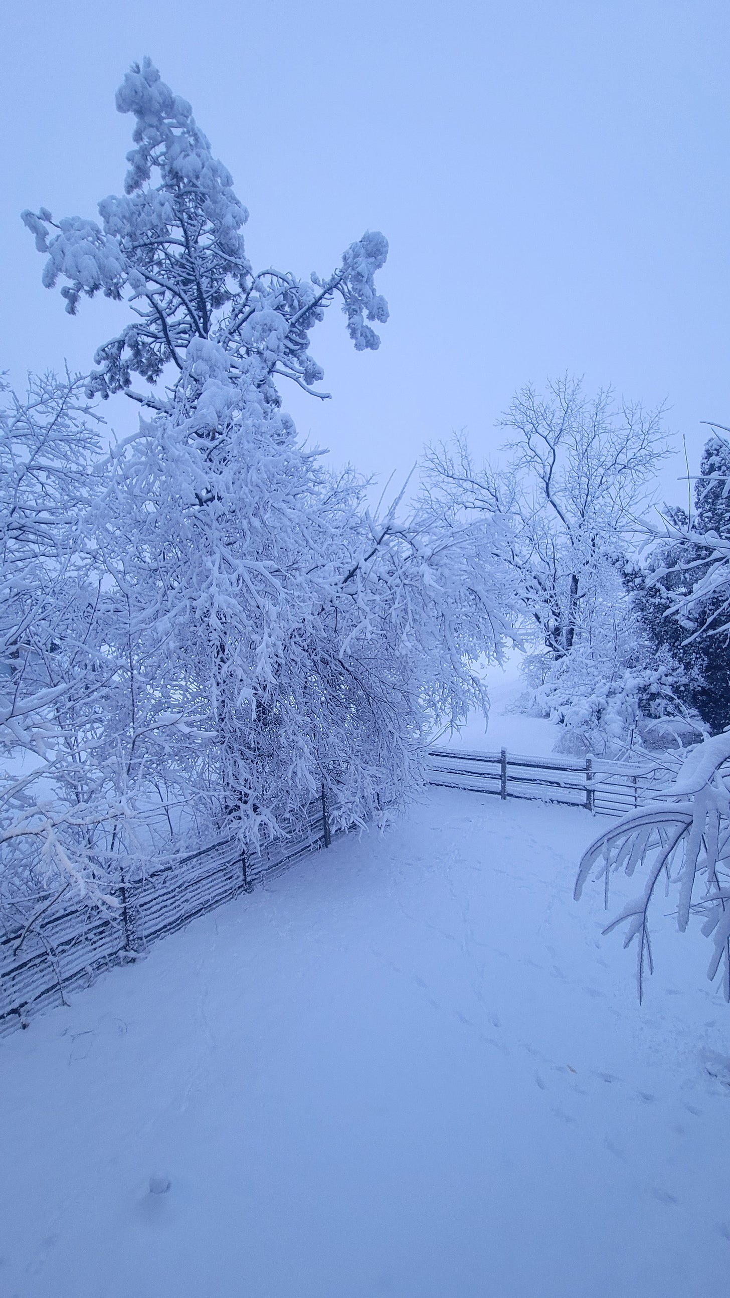 Snowy yard at daybreak. There's a blueish cast to the photo.