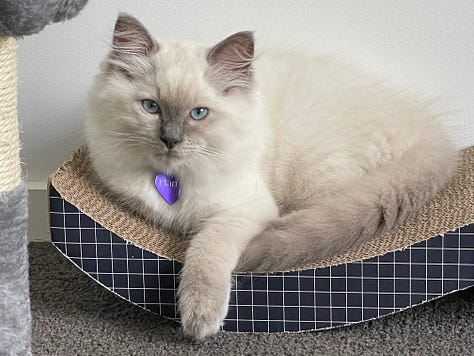 A gallery of rag doll kittens and cats looking around and being cute