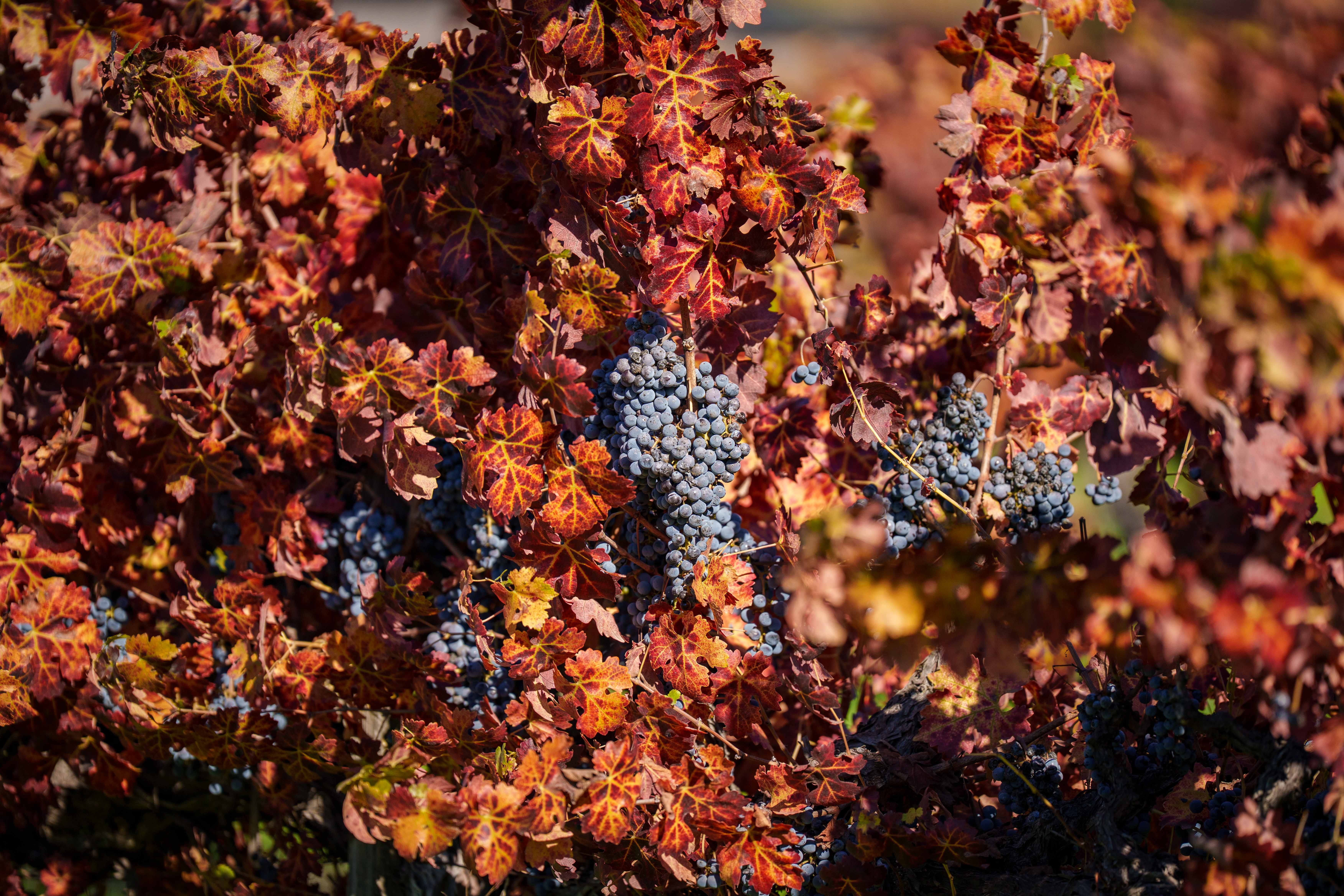 napavalleyfocus.substack.com - #1: Wine Overproduction + The Math of Removed Vineyards